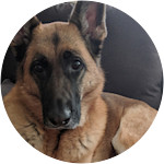 arya-german shepherd