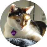 Callie-Mixed-Breed-Cat