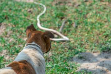 brown and white dog stares down a snake slithering through the grass — a scenario that plays out far too often for pet parents in rattlesnake-prone regions. Encounters like this highlight why many veterinarians recommend the rattlesnake vaccine for dogs, especially for those who spend time outdoors hiking, camping, or exploring rural areas.