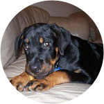 Liko-Rottweiler