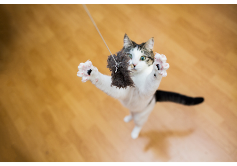 This demonstrates one of the most successful cat enrichment toys - the simple yet engaging wand toy. What's great about enrichment for cats like this is that you can also make your own cat wand.