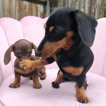 A puppy and a parent who's going to put them on a puppy schedule