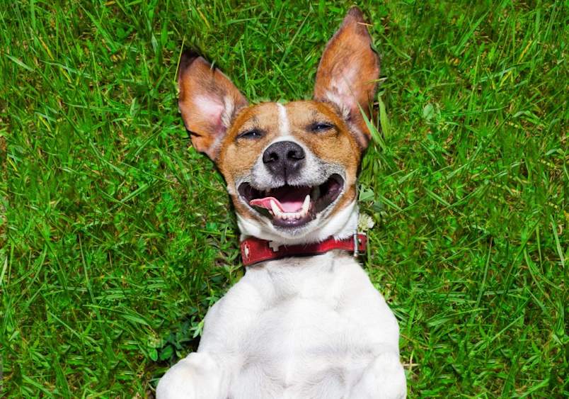 Happy brown and white dog lying on green grass with a big smile, showcasing a perfect moment to inspire cute dog names, good dog names, and fun dog name ideas for your playful pup