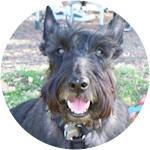 Murphy - Scottish Terrier