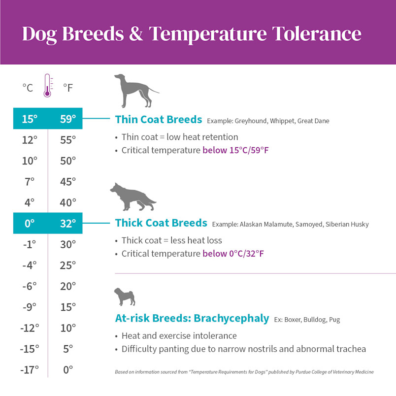 Use this chart to determine how cold is too cold for your dog.