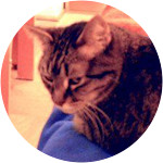 Tey-Tey-Mixed-Breed-Cat