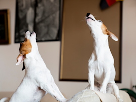 Two white and brown dogs sitting on furniture and whining with their heads tilted upward - a common behavior when dogs seek attention or feel anxious, which leads pet owners to ask "Why do dogs whine?"