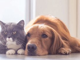 gray cat and golden retriever laying together