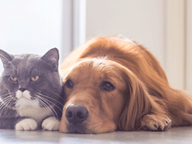 gray cat and golden retriever laying together