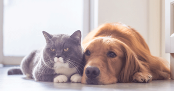 gray cat and golden retriever laying together