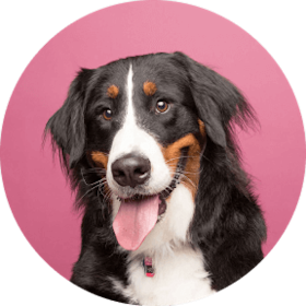 cute Bernese Mountain Dog with its tongue hanging out