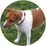Shayna-Jack-Russell-Terrier
