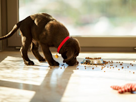 A new puppy eating food his parents got from his new puppy checklist