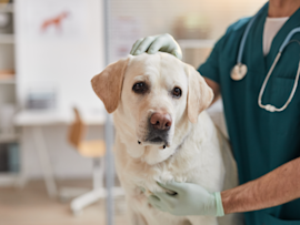 A dog making use of its pet insurance by having a regular check-up to help diagnose if the growing lump is a tumor vs. cyst and to identify if it is a false cyst.