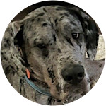 Tundra - Great Dane Mix