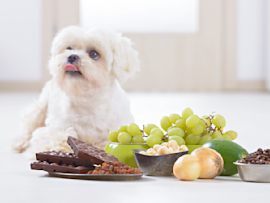 This cute dog looks like he just finished eating chocolate but is acting fine. One might wonder, what could possibly be the signs of chocolate poisoning in dogs, and what happens if a dog eats chocolate.