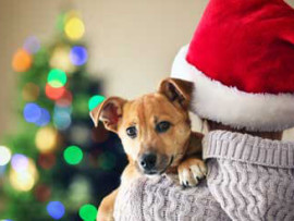 pet proofing holiday decorations