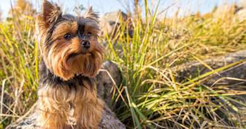 Yorkshire Terrier