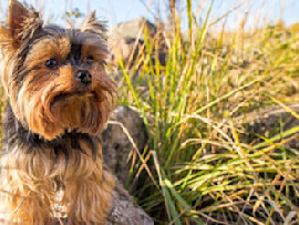 Yorkshire Terrier