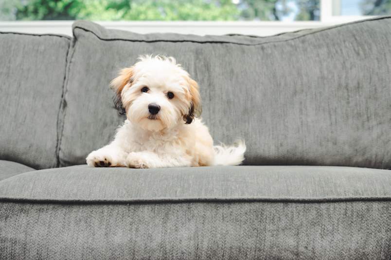 Havanese Laying on Couch