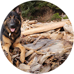 German Shepherd experienced extreme growing pain