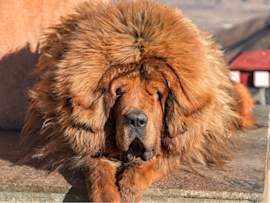 An adult Tibetan Mastiff, showcasing its impressive lion-like appearance with a thick red-gold double coat and massive mane around its head and neck, rests contentedly on a stone surface while displaying characteristic breed features including its broad muzzle, deep-set eyes, and substantial build.