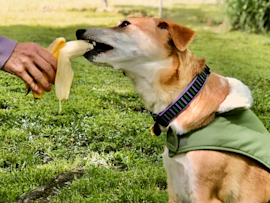 Can dogs eat bananas? Yes! As shown in this image, where a happy dog in a green vest eagerly accepts a fresh banana slice from their owner's hand, bananas can be a healthy treat for dogs.