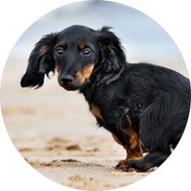 Miniature Dachshund Dog Breed