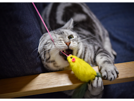 The image perfectly demonstrates cat enrichment in action, showing a gray tabby cat enthusiastically playing with one of the most popular cat enrichment toys - a bright yellow feather bird attached to a pink string wand.