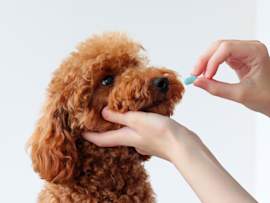 A person holds a red toy poodle's chin and offers a blue capsule, illustrating how antibiotics for dogs are typically administered at home.