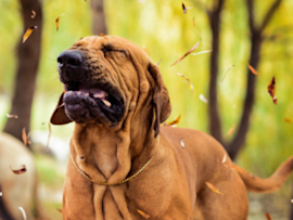 A hound in the woods sneezing