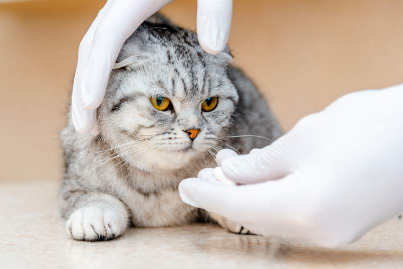 A silver tabby Scottish Fold cat with luminous amber eyes sits patiently on an examination table as a veterinarian in white gloves gently cradles its round face for a closer look.