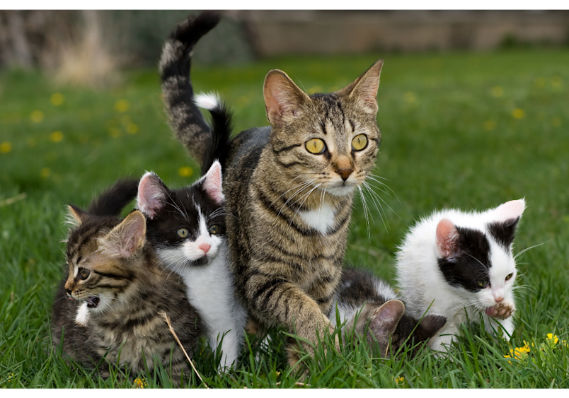 image of a mother cat with her kittens perfectly demonstrates how your cat's age can be a significant factor in determining care costs over time, from kitten vaccinations to senior cat health needs