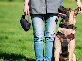 german shepherd training in grass