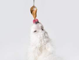 A white, long-haired dog with fluffy fur stretches upward to lick peanut butter dripping from a silver spoon against a clean white background.