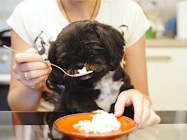 A person hand-feeds a small black Shih Tzu plain white rice from a fork beside a bowl, a relatable scene for anyone wondering, can dogs eat rice?