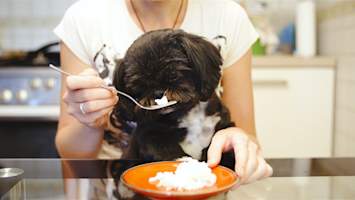 A person hand-feeds a small black Shih Tzu plain white rice from a fork beside a bowl, a relatable scene for anyone wondering, can dogs eat rice?