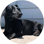 Dexter the black daschund