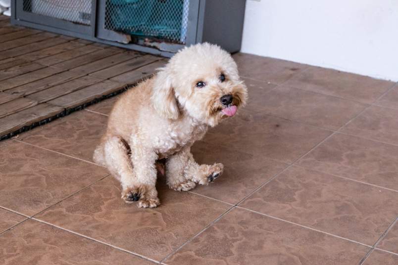 A cream-colored toy poodle sits low and drags its rear along a tiled floor, tongue out, the classic "scooting" posture owners notice.