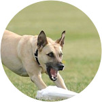 Kai - Catahoula Leopard Dog Mix