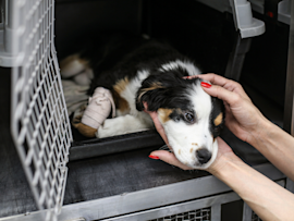 This cute pup in the image is lying down in a cage, most probably on his way to the vet. He has a bandage on his leg, most likely indicating that he has difficulty standing up, can a glucosamine be used as a supplement to help this?