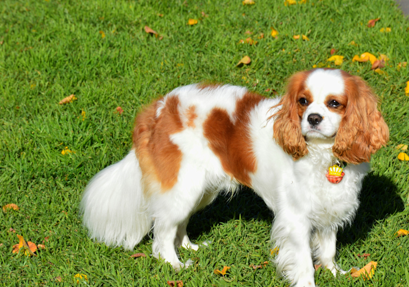 The Cavalier King Charles Spaniel stands on green grass with fallen leaves, its white and chestnut coat catching the sunlight - a classic example of this popular spaniel breed