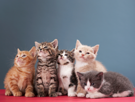 A group of five adorable kittens of different colors and patterns - including orange tabby, brown tabby, black and white, cream, and grey - sitting together against a blue backdrop, showcasing various stages of cat development before cats reach their full size and stop growing.
