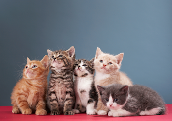 A group of five adorable kittens of different colors and patterns - including orange tabby, brown tabby, black and white, cream, and grey - sitting together against a blue backdrop, showcasing various stages of cat development before cats reach their full size and stop growing.