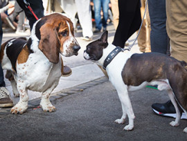 Basset Hound and Boston Terrier meeting on the street