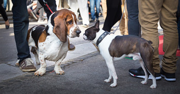 Basset Hound and Boston Terrier meeting on the street