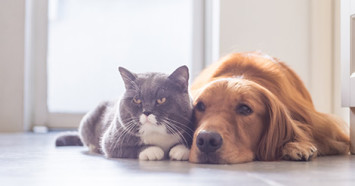 gray cat and Golden Retriever