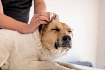 Person Cleaning Dog's Ears