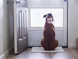 dog looking out the open front door