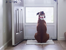 dog looking out the open front door